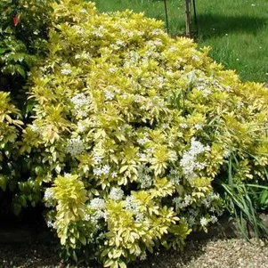 

Шуазия тройчатая Лич