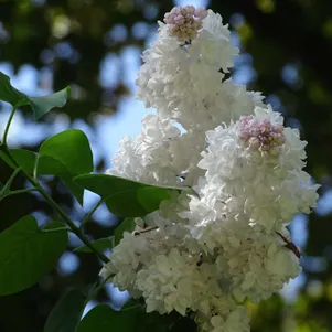 

Сирень Маленький принц