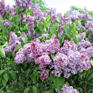 

Сирень Русская Песня