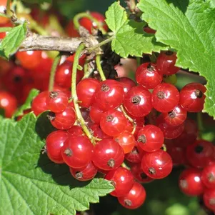 

Смородина Пурпурная красная (крупная ягода)