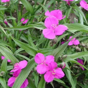 

Традесканция Карминглут