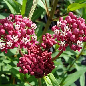 

Ваточник инкарната Синдерелла