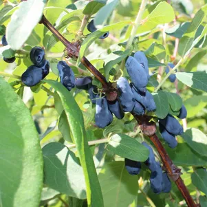 

Жимолость Снегирь