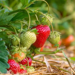 

Клубника Примадонна ремонтантная