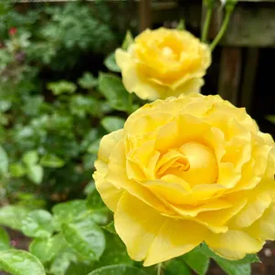 

Роза Дорис Дэй флорибунда, Imperial Rose
