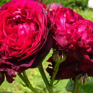 

Роза Астрид Графин фон Харденберг