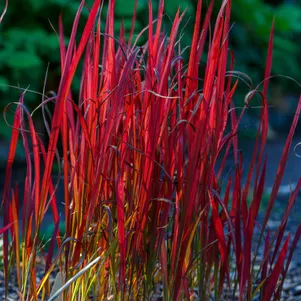 

Императа Ред Барон