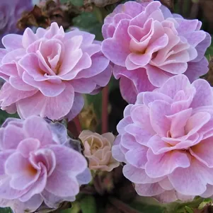 

Примула Беларина Пинк Айс