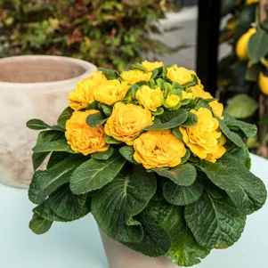 

Примула Беларина Спринг Сан