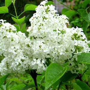 

Сирень Ян Ван Тол