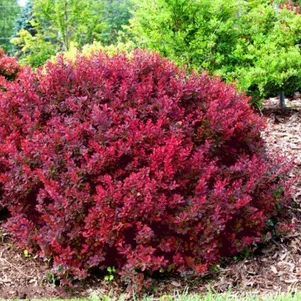 

Барбарис Тунберга Багатель