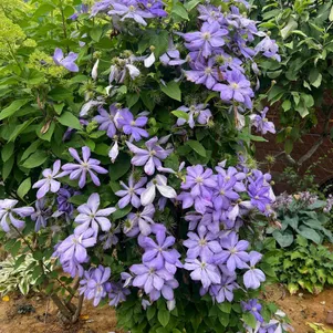 

Клематис Миссис Чолмондели крупноцветковый (2)