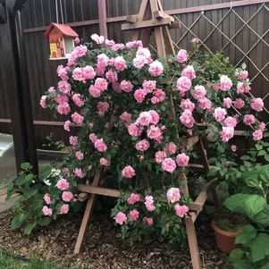 

Роза Джон Дэвис канадская парковая (лиц)