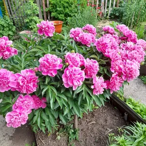 

Пион Александр Флеминг