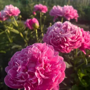 

Пион Канзас