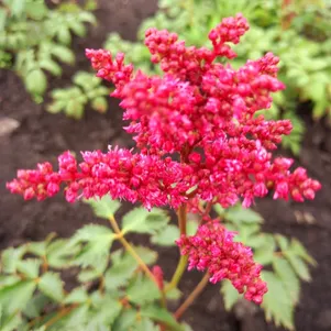 

Астильба Арендса Фанал