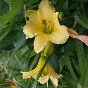 

Лилейник Биг Тайм Хэппи