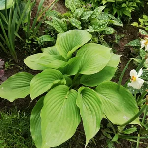 

Хоста Сам энд Сабстэнс (XL)