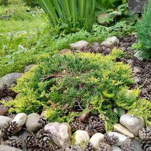 

Можжевельник Голден Карпет горизонтальный