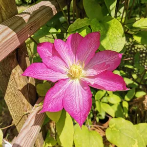 

Клематис Асао крупноцветковый (2)