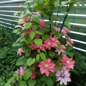 

Клематис Литл Мермейд крупноцветковый (2)