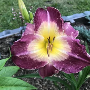 

Лилейник Малазиан Монарх