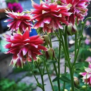 

Аквилегия Нора Барлоу