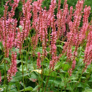 

Горец свечевидный Оранж Филд