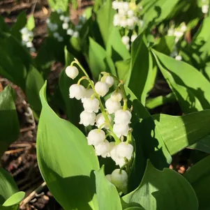 

Ландыш майский Бордо