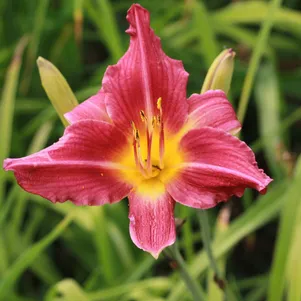 

Лилейник Бурбон Кингс