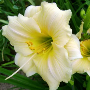 

Лилейник Прециос дОро