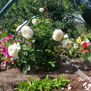 

Роза Транквилити, Д.Остин кустарниковая (лиц)