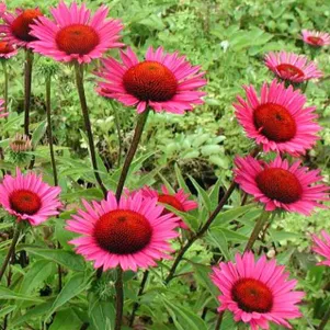 

Эхинацея Винтаж Вайн пурпурная