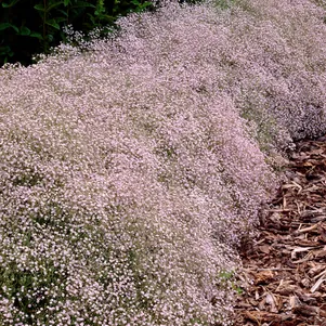 

Гипсофила тихоокеанская розовая