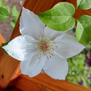 

Клематис Дестини (Судьба) крупноцветковый (2)