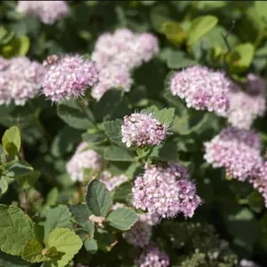 

Спирея Пинк Спарклер