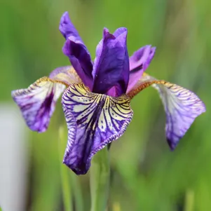 

Ирис сибирский Флайт оф Баттерфлайз