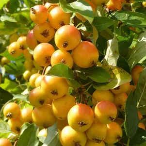 

Яблоня Золотая китайка