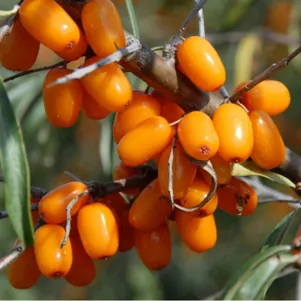 

Облепиха Алтайская женская