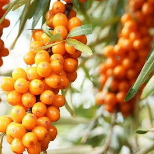 

Облепиха Елизавета женская