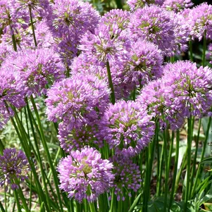 

Лук Милленниум