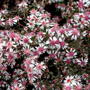 

Астра бокоцветная Леди ин Блэк