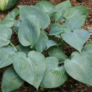 

Хоста Буллет Пруф (M)