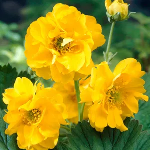 

Гравилат Леди Стратеден