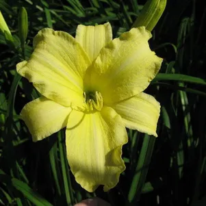 

Лилейник Крим Дроп