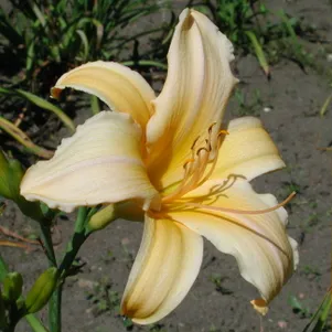 

Лилейник Френсис Фэй