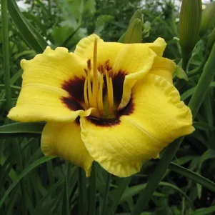 

Лилейник Литл Бамбл Би