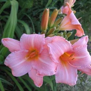 

Лилейник Лав зе Пинк