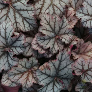 

Гейхера Нептун