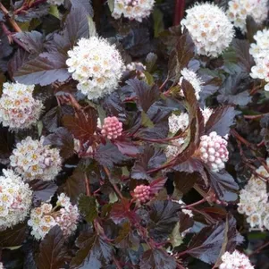 

Пузыреплодник Миднайт